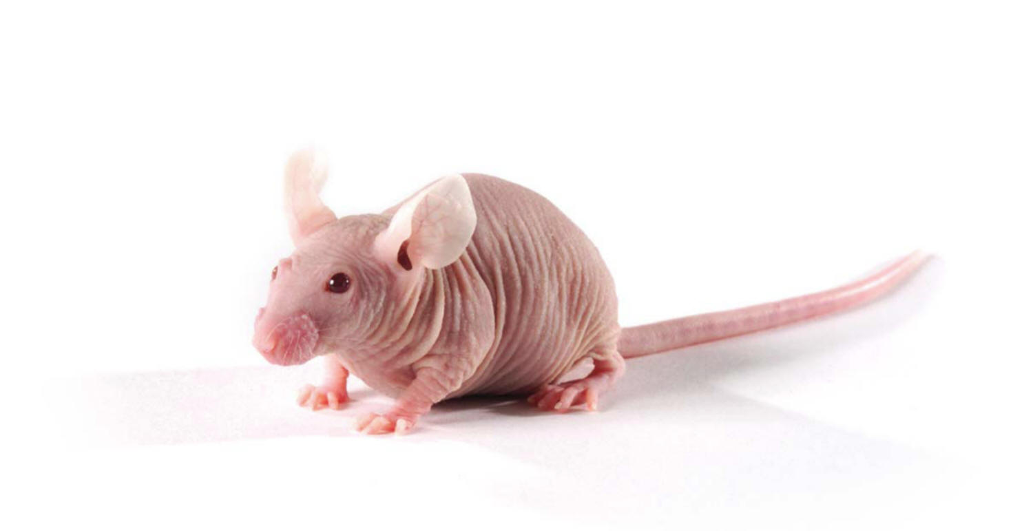 供应 裸鼠  NU  BALB/c-nu 小鼠 实验动物 动物模型