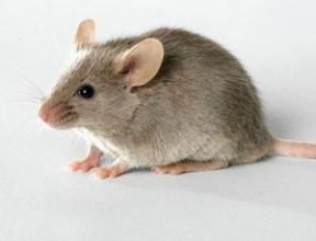 长期供应 DBA/1 小鼠 实验动物