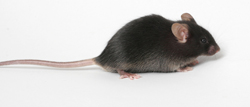 长期供应 ApoE  基因敲除小鼠  小鼠 模式动物