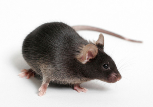 长期供应  C57BL/6 小鼠 小鼠 实验动物