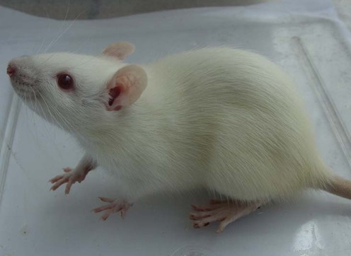 长期供应 实验动物  大鼠 小鼠 饲料 垫料