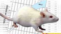 供应 GK 大鼠 II型糖尿病 模式动物