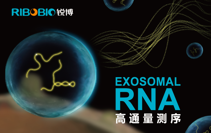 外泌体（Exosome）RNA高通量测序
