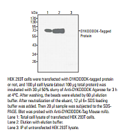 DYKDDDDK-Tag Mouse mAb (Agarose conjugated) (Binds to same epitope as Sigma's Anti-FLAG® M2 Antibody)