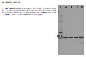 COXII cytochrome oxidase subunit II