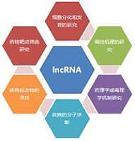 lnc-RNA seq