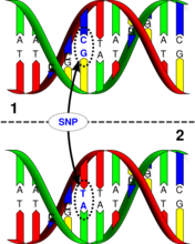单核苷酸多态性（SNP）