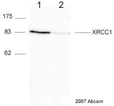 Anti-XRCC1抗体[33-2-5] (ab1838)