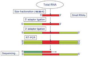 测序类服务：小RNA 测序技术服务
