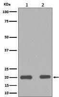 Bax Antibody(CY5059)