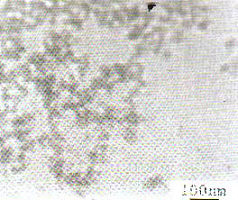 二氧化锆纳米粉体ZRO2