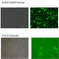 JuviTM病毒纯化试剂盒