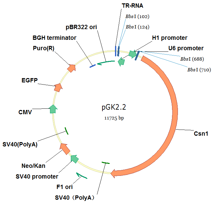 pGK2.2（EGFP+Puro）/CRISPR cas9敲除载体（咨询有优惠）