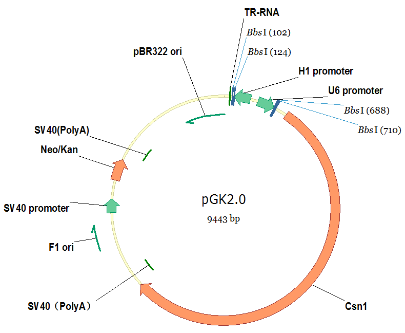 pGK2.0（Neo）/CRISPR cas9敲除载体（咨询有优惠）