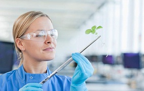 CRISPR/Cas9植物基因敲除试剂盒-双子叶植物/单子叶植物（咨询有优惠）
