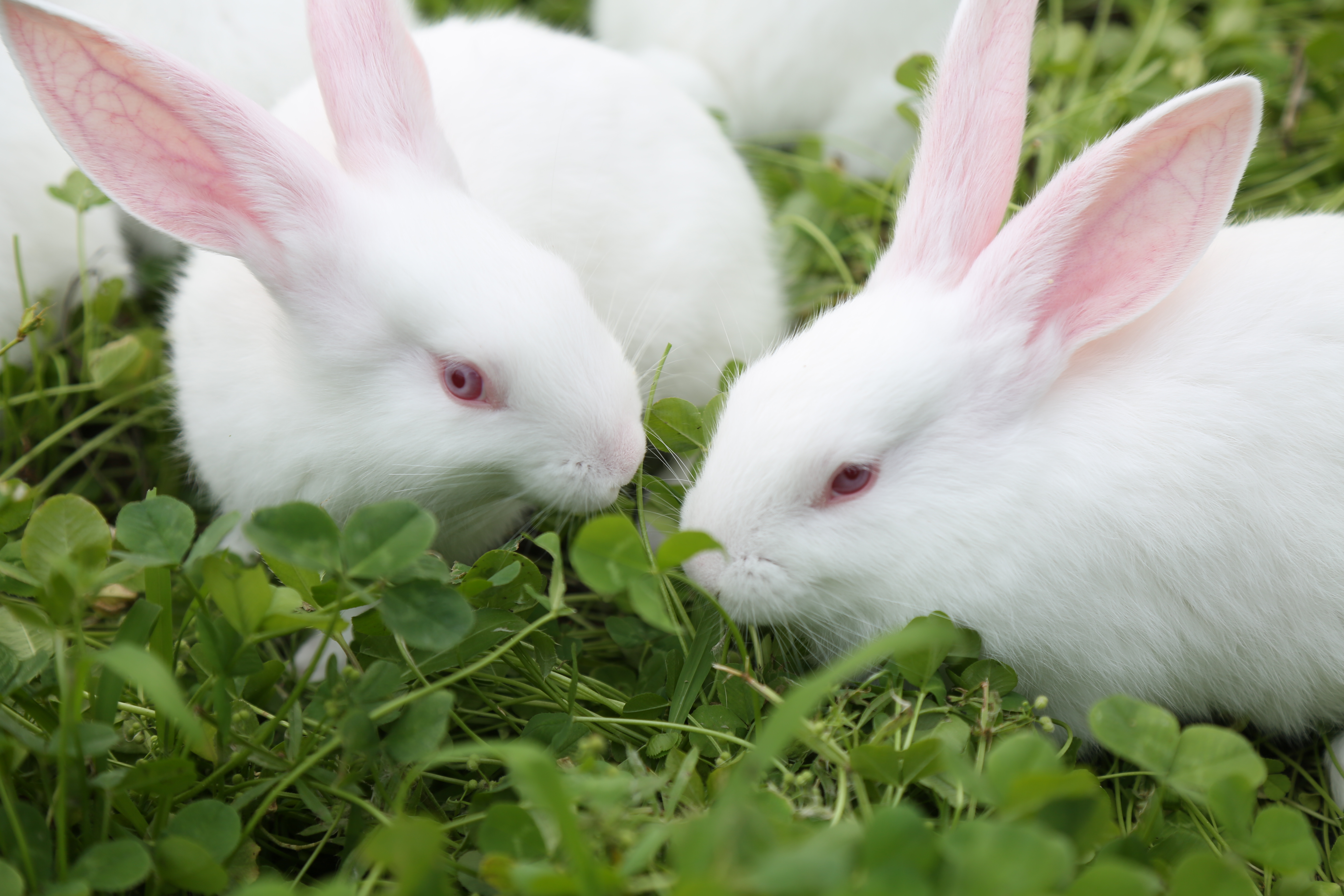 SPF级实验兔 新西兰 日本大耳白