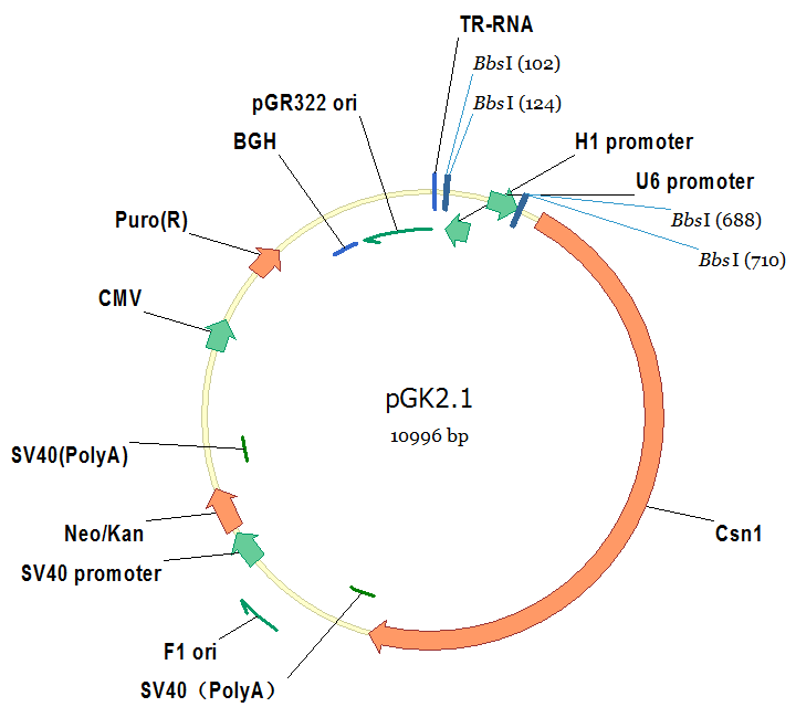 pGK2.1（Puro）/CRISPR cas9敲除载体（咨询有优惠）