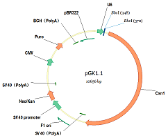 pGK1.1(Puro)/CRISPR cas9敲除载体（咨询有优惠）