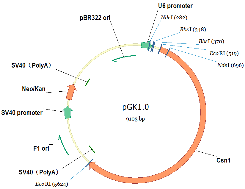 pGK1.0 (Neo)/CRISPR cas9敲除载体（咨询有优惠）