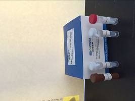 BIOGHC一步法荧光定量PCR试剂盒（染料）