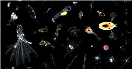 水下浮游生物连续彩色成像及分类系统