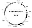 pLV-EF1a-tagRFP-C慢病毒载体