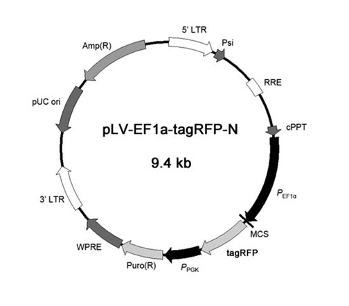 pLV-EF1a-tagRFP-N慢病毒载体