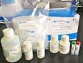 精纯中量唾液DNA提纯试剂盒（起始量1ml，纯度高产量高）