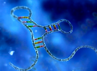 miRNA质粒构建（microRNA质粒构建）-和元