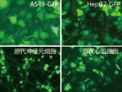 慢病毒稳定细胞株构建