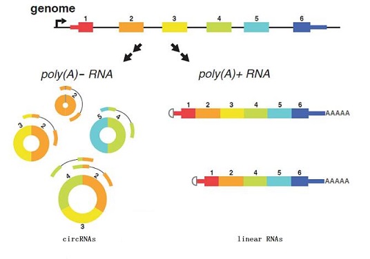 circRNA(环状RNA)荧光定量PCR实验