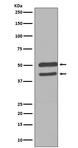 JNK1/2/3 Antibody(CY5490)