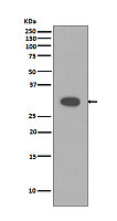 Caspase-3 Antibody(CY5051)