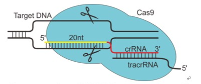 CRISPR/Cas9基因修饰工具