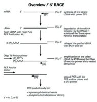 5′/3′ RACE Kit, 2nd Generation