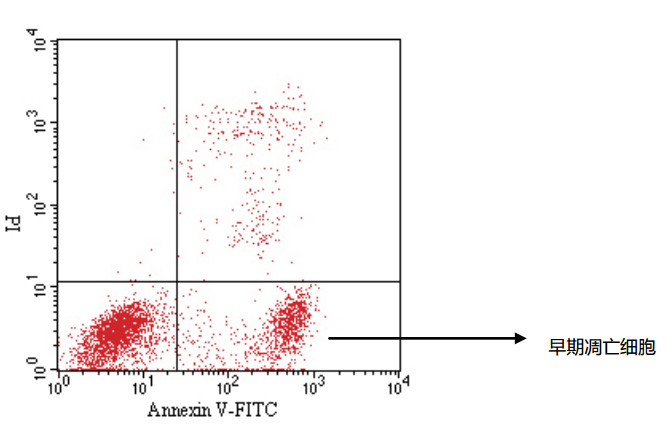 Annexin V-FITC/PI 凋亡检测试剂盒