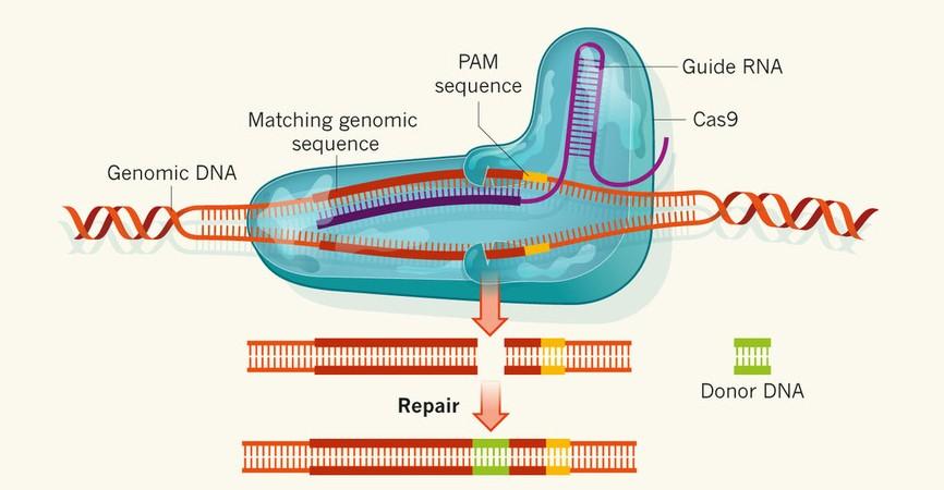 CRISPR/Cas9 转基因果蝇