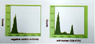 抗-人-CD8(Anti-Human-CD8)