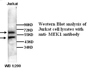 MEK1 抗体