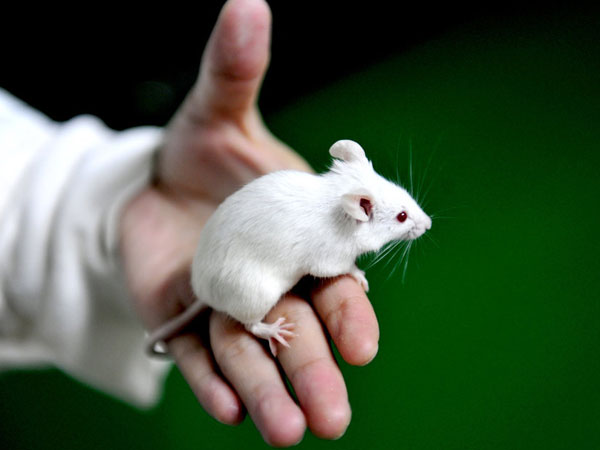 小鼠脑缺血模型构建