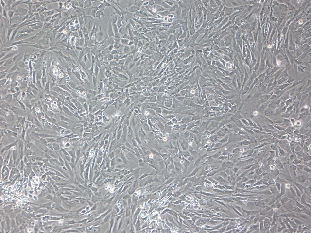 大鼠真皮成纤维细胞/免疫荧光/镜像绮点（Cellverse）