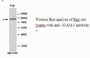 ICAM-1 抗体