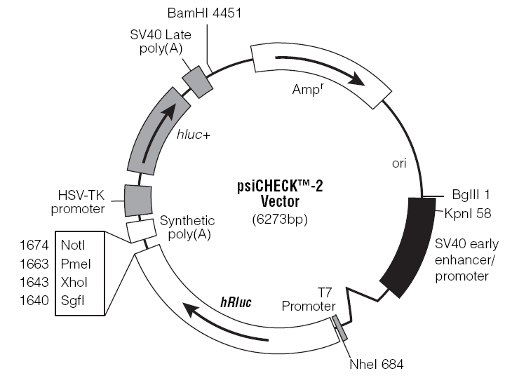 microRNA-circRNA(lncRNA) 靶基因验证实验