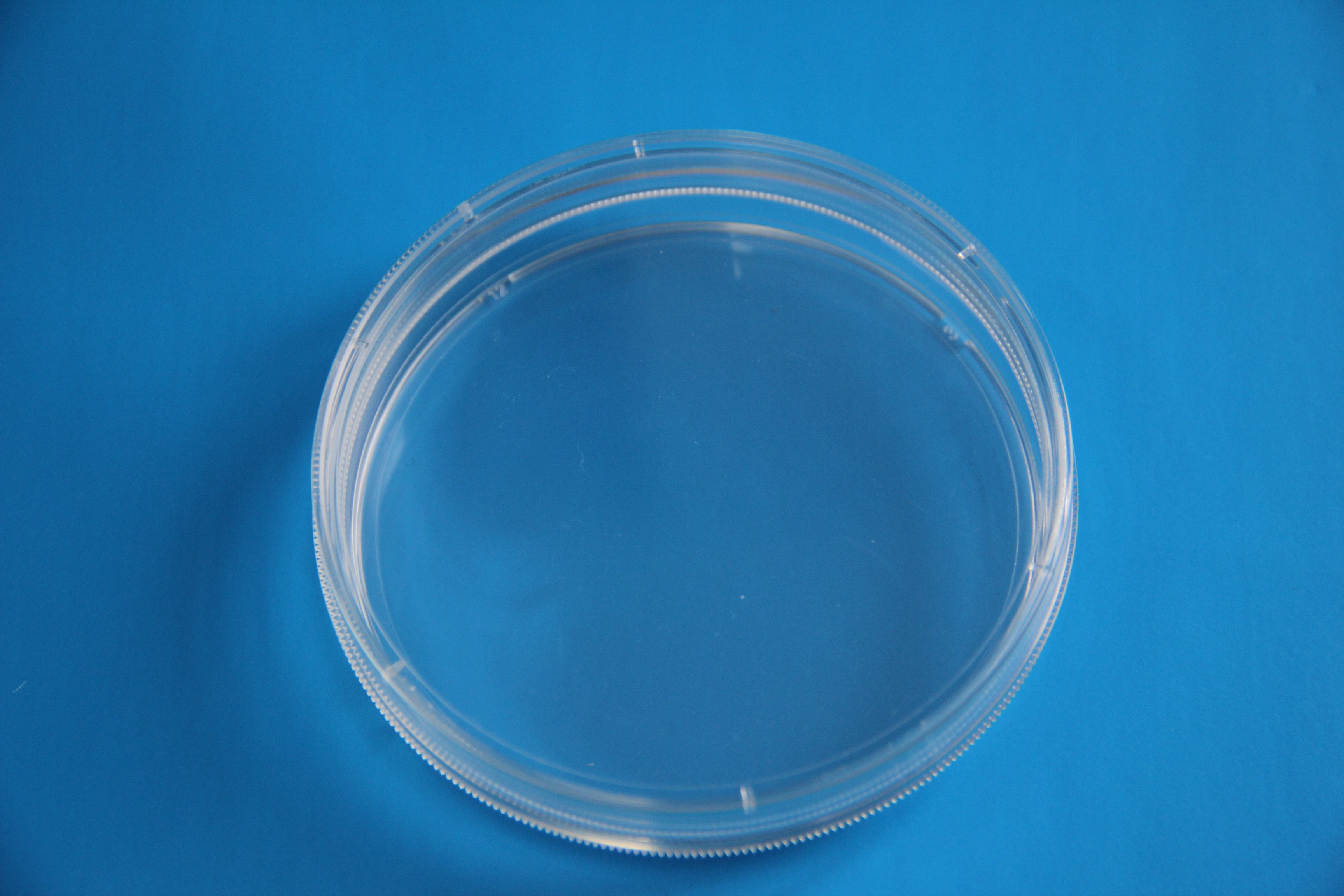 TC处理标准透明100mm带边细胞培养皿，灭菌细胞培养皿