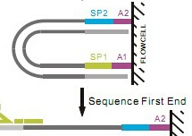 全基因组重测序