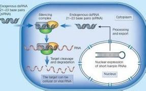 RNA干扰筛选技术