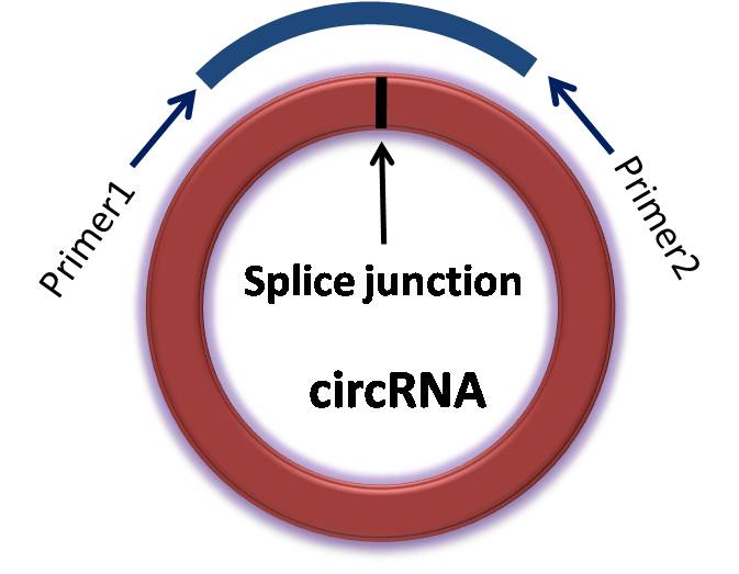 circRNA(环状RNA)定量PCR