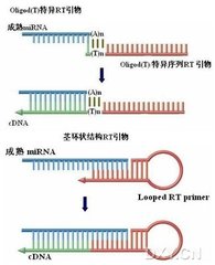 mRNA 实时荧光定量PCR检测