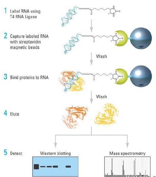 RNA pull-down实验