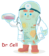 细胞品系鉴定，细胞STR分型鉴定